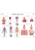 Mapa do Corpo Humano - Materiały do nauki języka portugalskiego - Księgarnia internetowa - Nowela - - 